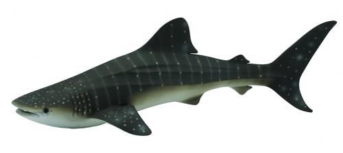 Китовая акула XL (1)