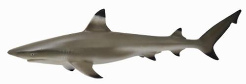 Рифовая акула M (1)